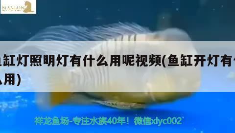 魚缸燈照明燈有什么用呢視頻(魚缸開(kāi)燈有什么用) 白條過(guò)背金龍魚