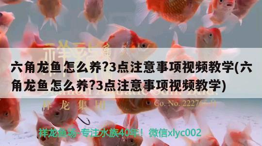 六角龍魚怎么養(yǎng)?3點(diǎn)注意事項(xiàng)視頻教學(xué)(六角龍魚怎么養(yǎng)?3點(diǎn)注意事項(xiàng)視頻教學(xué)) 水族世界