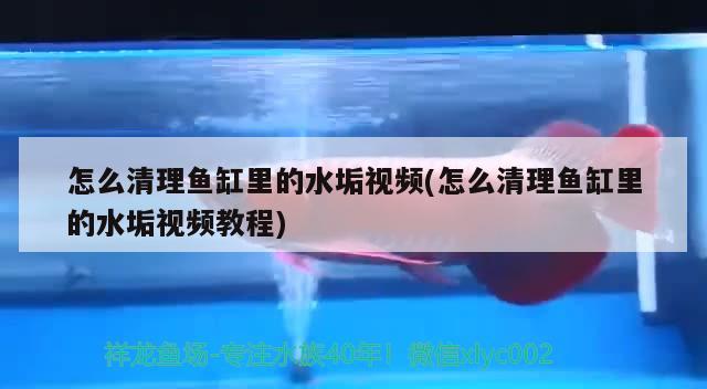 怎么清理魚缸里的水垢視頻(怎么清理魚缸里的水垢視頻教程) 黃金夢幻雷龍魚