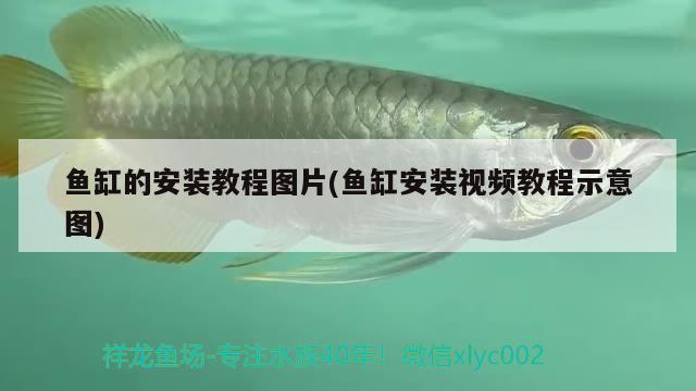 魚缸的安裝教程圖片(魚缸安裝視頻教程示意圖)