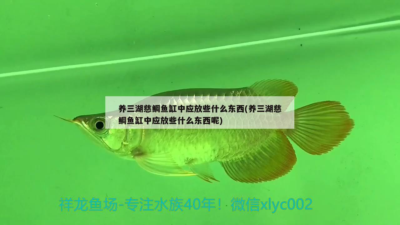 養(yǎng)三湖慈鯛魚缸中應(yīng)放些什么東西(養(yǎng)三湖慈鯛魚缸中應(yīng)放些什么東西呢) 祥龍水族濾材/器材