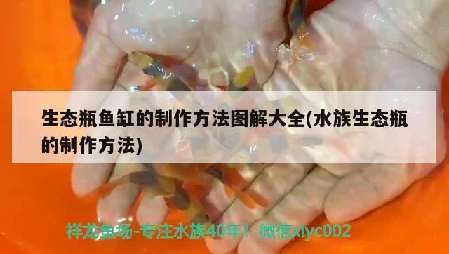 生態(tài)瓶魚缸的制作方法圖解大全(水族生態(tài)瓶的制作方法) 雙線側(cè)魚