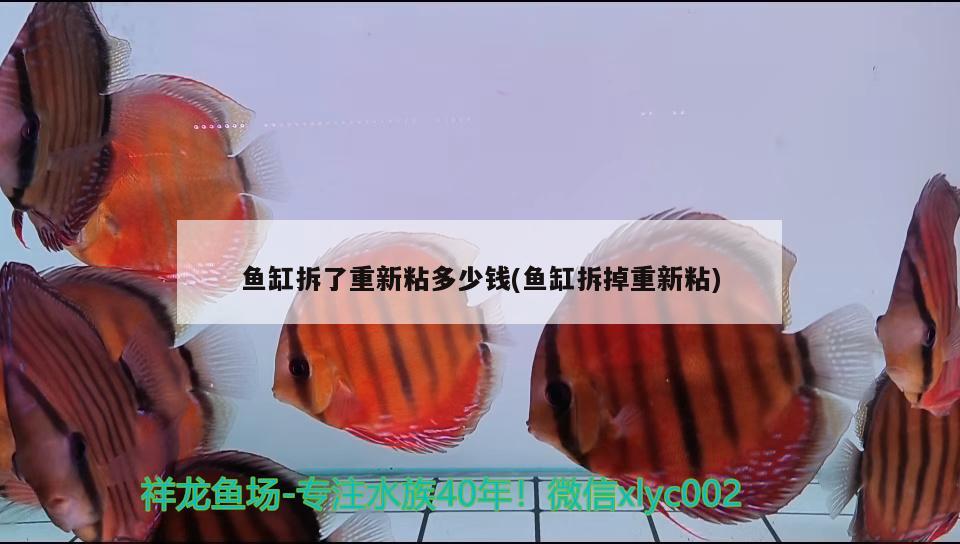 魚(yú)缸拆了重新粘多少錢(qián)(魚(yú)缸拆掉重新粘)