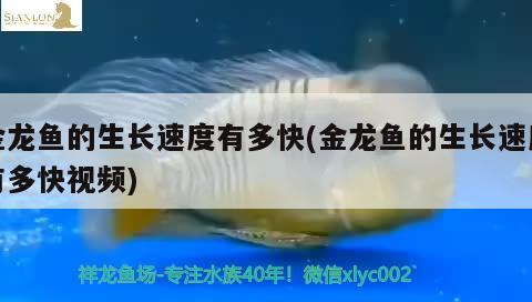 金龍魚的生長(zhǎng)速度有多快(金龍魚的生長(zhǎng)速度有多快視頻) 白子金龍魚