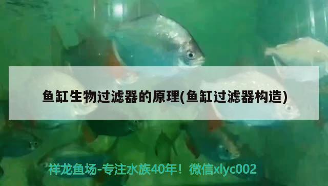 魚缸生物過濾器的原理(魚缸過濾器構(gòu)造) 銀古魚苗