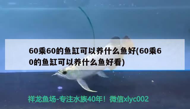 60乘60的魚缸可以養(yǎng)什么魚好(60乘60的魚缸可以養(yǎng)什么魚好看)