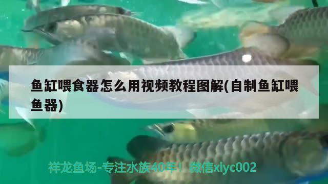 魚缸喂食器怎么用視頻教程圖解(自制魚缸喂魚器)