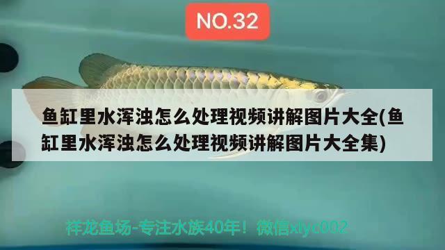 魚缸里水渾濁怎么處理視頻講解圖片大全(魚缸里水渾濁怎么處理視頻講解圖片大全集) 印尼四紋虎