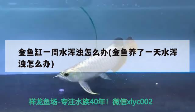 金魚(yú)缸一周水渾濁怎么辦(金魚(yú)養(yǎng)了一天水渾濁怎么辦)