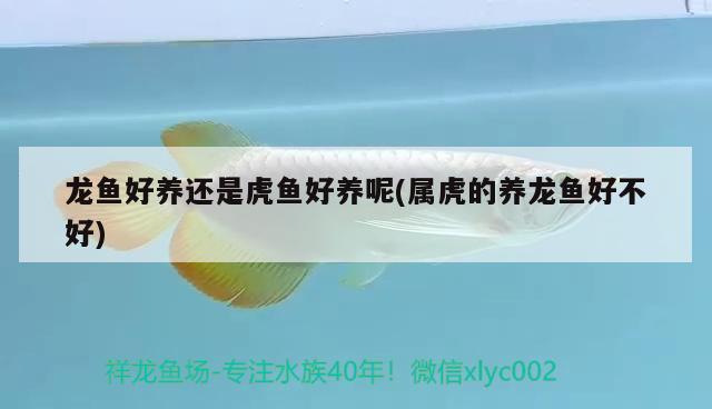 龍魚(yú)好養(yǎng)還是虎魚(yú)好養(yǎng)呢(屬虎的養(yǎng)龍魚(yú)好不好) 虎魚(yú)百科