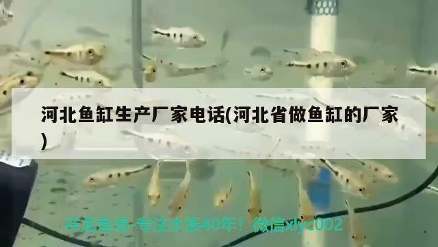 河北魚缸生產(chǎn)廠家電話(河北省做魚缸的廠家) 慈雕魚