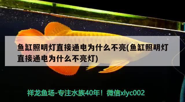 魚缸照明燈直接通電為什么不亮(魚缸照明燈直接通電為什么不亮燈)