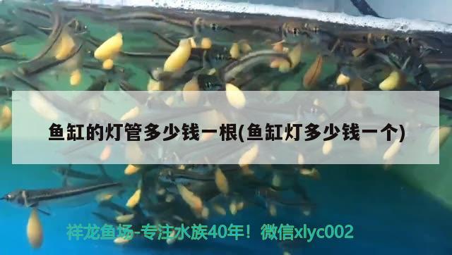 魚缸的燈管多少錢一根(魚缸燈多少錢一個(gè)) 金龍魚糧