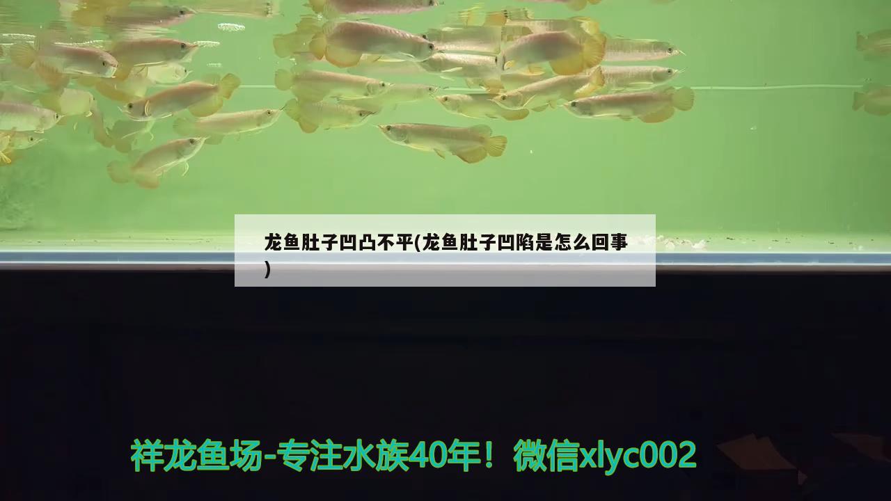 龍魚肚子凹凸不平(龍魚肚子凹陷是怎么回事) 水草