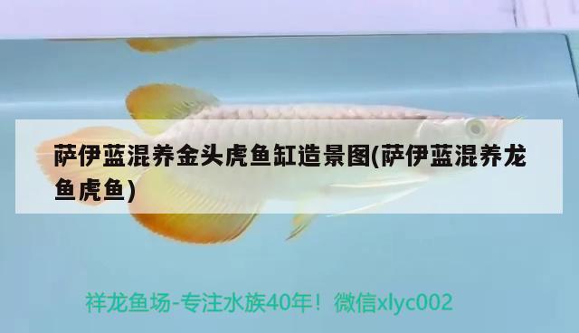 薩伊藍混養(yǎng)金頭虎魚缸造景圖(薩伊藍混養(yǎng)龍魚虎魚) 虎魚百科