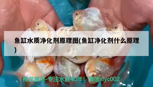 魚缸水質凈化劑原理圖(魚缸凈化劑什么原理)