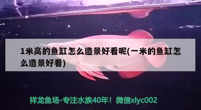 1米高的魚缸怎么造景好看呢(一米的魚缸怎么造景好看)