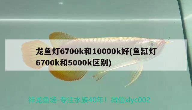 龍魚燈6700k和10000k好(魚缸燈6700k和5000k區(qū)別)