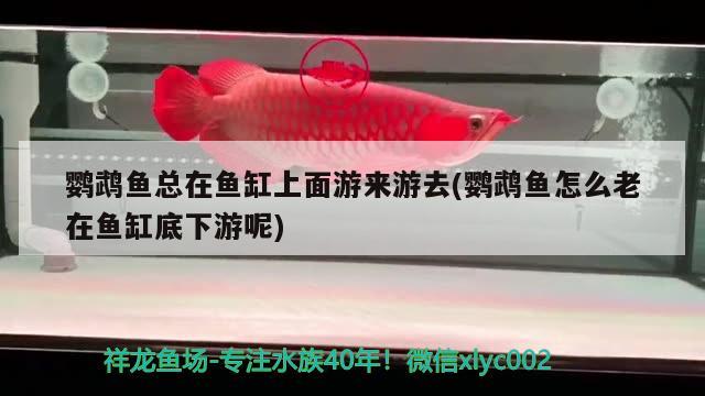 鸚鵡魚總在魚缸上面游來游去(鸚鵡魚怎么老在魚缸底下游呢)