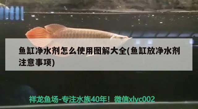 魚缸凈水劑怎么使用圖解大全(魚缸放凈水劑注意事項) 夢幻雷龍魚