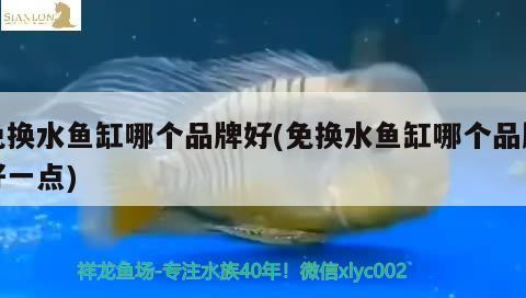 免換水魚缸哪個品牌好(免換水魚缸哪個品牌好一點(diǎn))