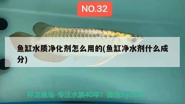 魚缸水質(zhì)凈化劑怎么用的(魚缸凈水劑什么成分) 黑桃A魚