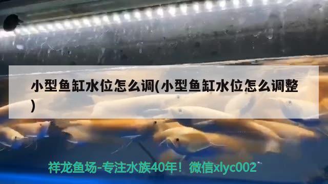 小型魚缸水位怎么調(diào)(小型魚缸水位怎么調(diào)整)