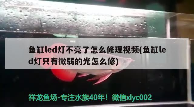 魚缸led燈不亮了怎么修理視頻(魚缸led燈只有微弱的光怎么修) 潛水艇魚