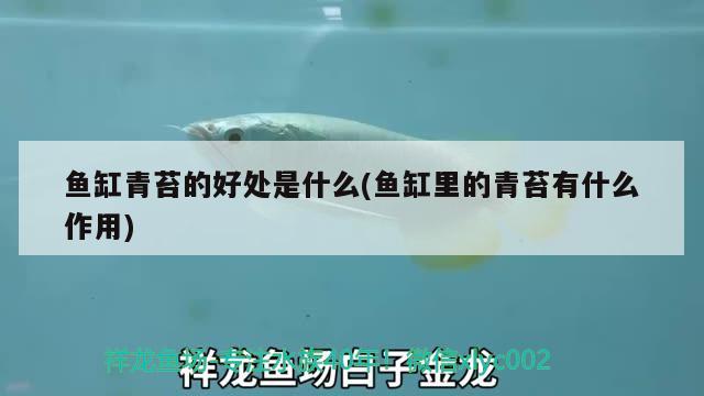 魚缸青苔的好處是什么(魚缸里的青苔有什么作用) 福滿鉆魚