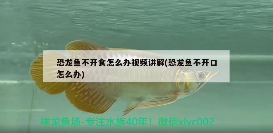 恐龍魚(yú)不開(kāi)食怎么辦視頻講解(恐龍魚(yú)不開(kāi)口怎么辦) 巴西亞魚(yú)苗