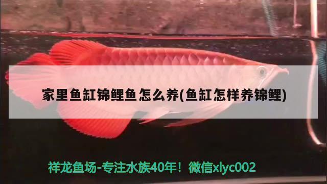 家里魚缸錦鯉魚怎么養(yǎng)(魚缸怎樣養(yǎng)錦鯉)