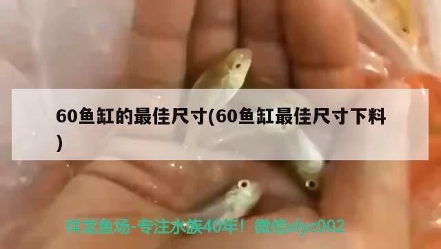 60魚缸的最佳尺寸(60魚缸最佳尺寸下料)