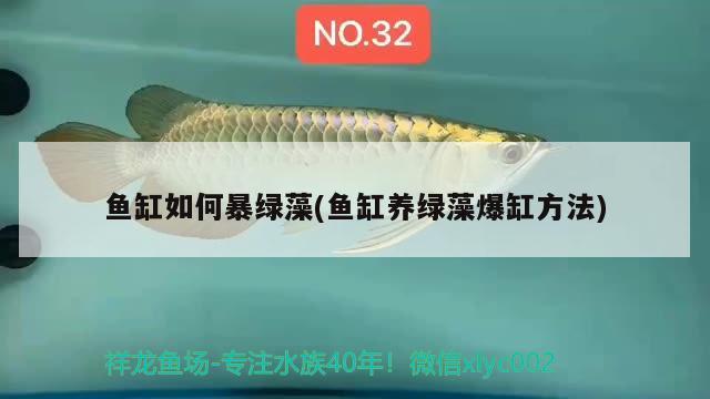 魚缸如何暴綠藻(魚缸養(yǎng)綠藻爆缸方法)