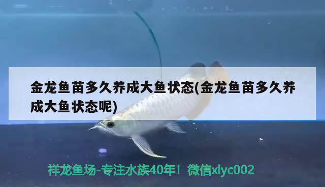 金龍魚(yú)苗多久養(yǎng)成大魚(yú)狀態(tài)(金龍魚(yú)苗多久養(yǎng)成大魚(yú)狀態(tài)呢) 檸檬鯽