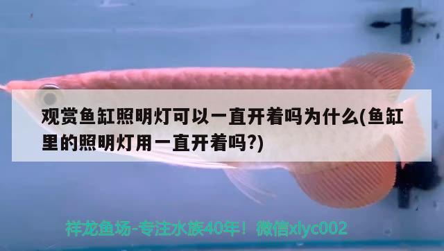 觀賞魚缸照明燈可以一直開著嗎為什么(魚缸里的照明燈用一直開著嗎?)