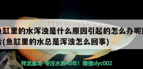 魚(yú)缸里的水渾濁是什么原因引起的怎么辦呢圖片(魚(yú)缸里的水總是渾濁怎么回事)