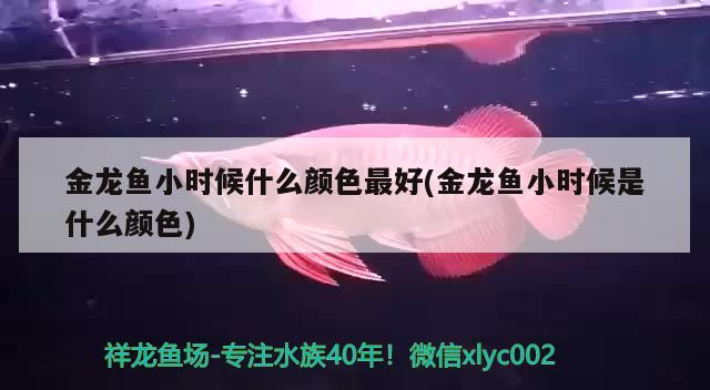 金龍魚小時(shí)候什么顏色最好(金龍魚小時(shí)候是什么顏色)