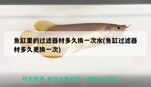 魚缸里的過濾器材多久換一次水(魚缸過濾器材多久更換一次) 觀賞魚百科