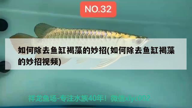 如何除去魚缸褐藻的妙招(如何除去魚缸褐藻的妙招視頻) 熊貓異形魚L46