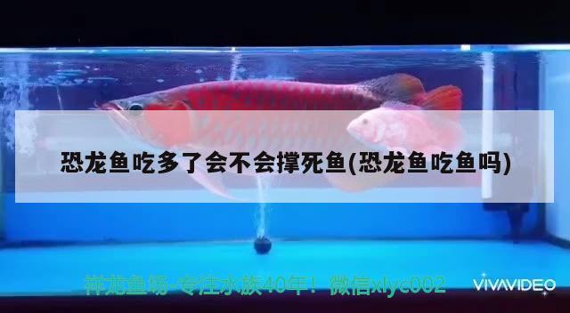 恐龍魚(yú)吃多了會(huì)不會(huì)撐死魚(yú)(恐龍魚(yú)吃魚(yú)嗎)