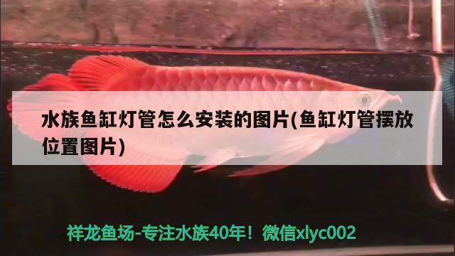 水族魚缸燈管怎么安裝的圖片(魚缸燈管擺放位置圖片) 朱巴利魚