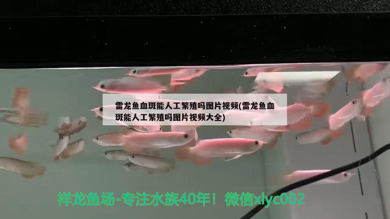 雷龍魚血斑能人工繁殖嗎圖片視頻(雷龍魚血斑能人工繁殖嗎圖片視頻大全)