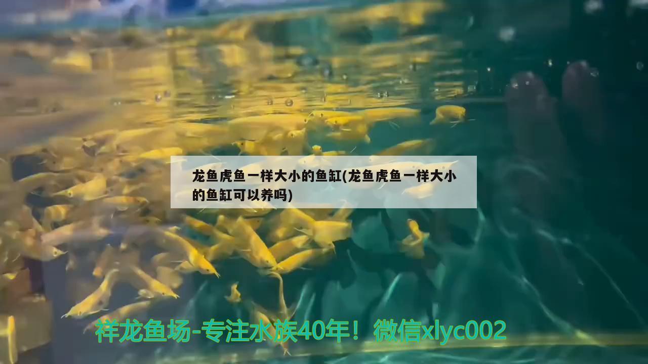 龍魚虎魚一樣大小的魚缸(龍魚虎魚一樣大小的魚缸可以養(yǎng)嗎) 虎魚百科