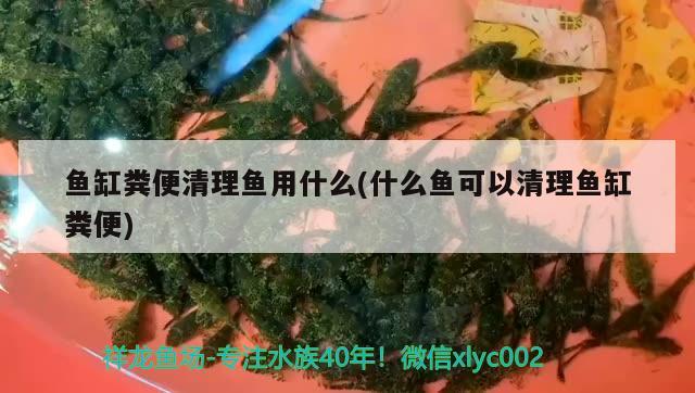 魚缸糞便清理魚用什么(什么魚可以清理魚缸糞便)