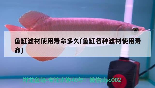 魚(yú)缸濾材使用壽命多久(魚(yú)缸各種濾材使用壽命)