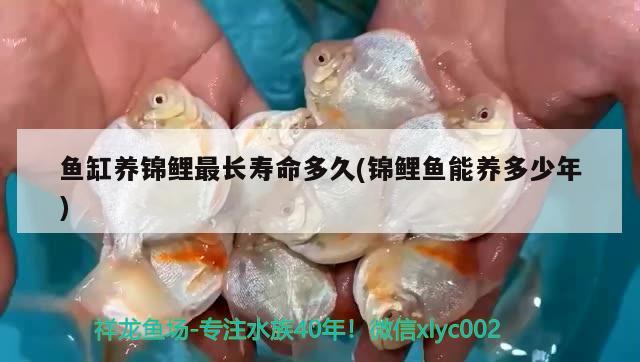 魚缸養(yǎng)錦鯉最長壽命多久(錦鯉魚能養(yǎng)多少年) 水族用品