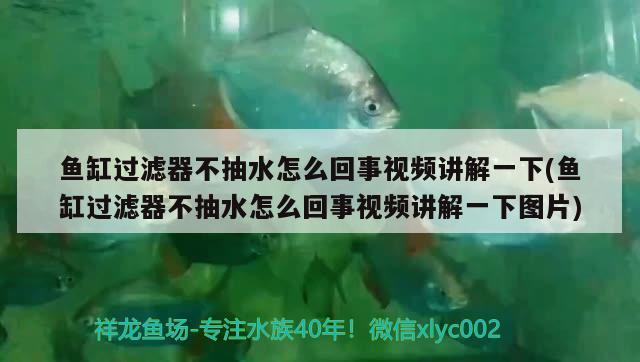 魚(yú)缸過(guò)濾器不抽水怎么回事視頻講解一下(魚(yú)缸過(guò)濾器不抽水怎么回事視頻講解一下圖片)