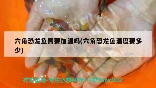 六角恐龍魚需要加溫嗎(六角恐龍魚溫度要多少)