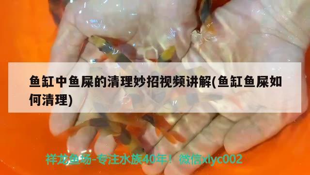 魚缸中魚屎的清理妙招視頻講解(魚缸魚屎如何清理) 泰龐海蓮魚