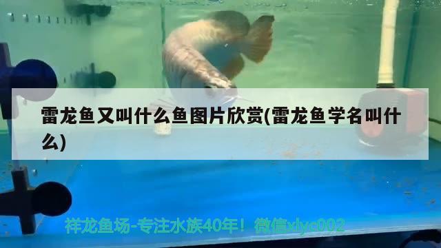 雷龍魚又叫什么魚圖片欣賞(雷龍魚學名叫什么)